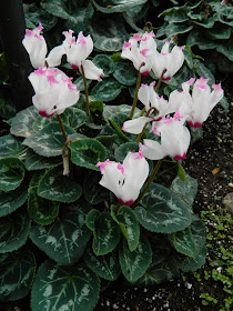 Pink tipped frilly white cyclamen Allan Gardens Conservatory Christmas Flower Show 2014 by garden muses-not another Toronto gardening blog
