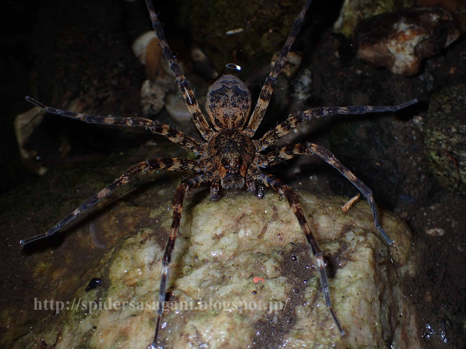 細蟹屋 アオグロハシリグモ