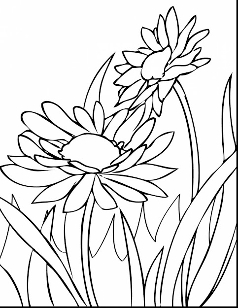 Best Free Spring Flower Coloring Pages Pictures - Coloring Pages Free