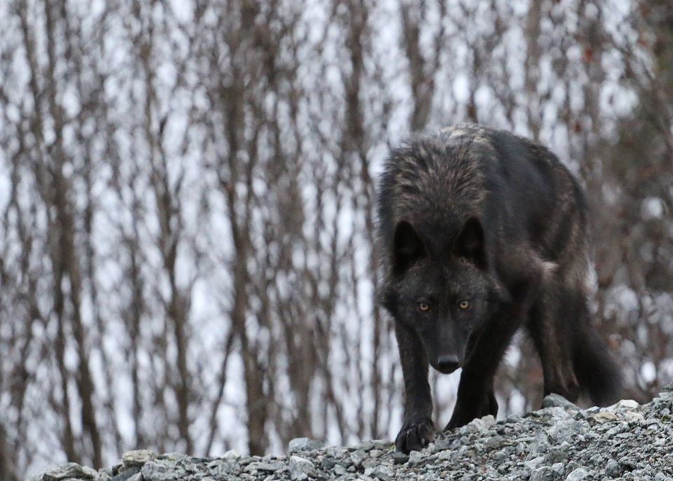 Сонник нападающий волк. Канадский волк меланист. Макензенский волк черный. Злой черный волк. Большой черный волк.