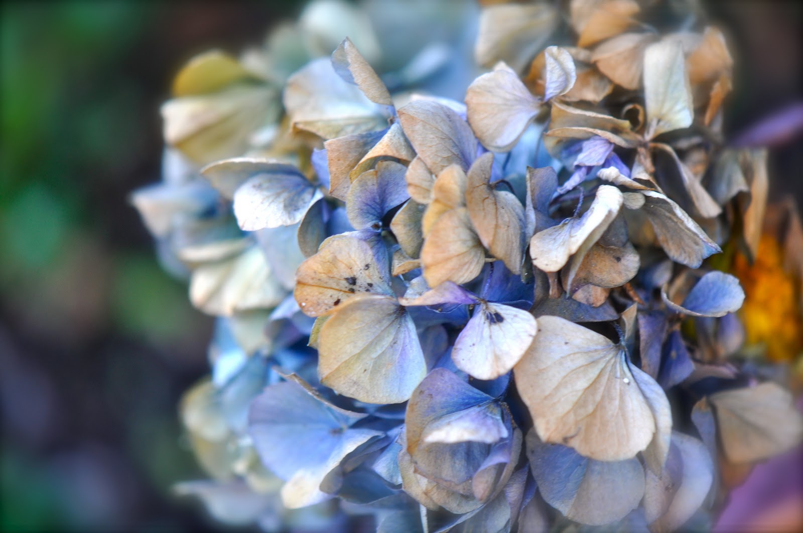Patina Moon: The Autumn Hydrangea