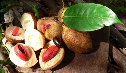 Buah Pala, komoditas andalan kabupaten Fakfak