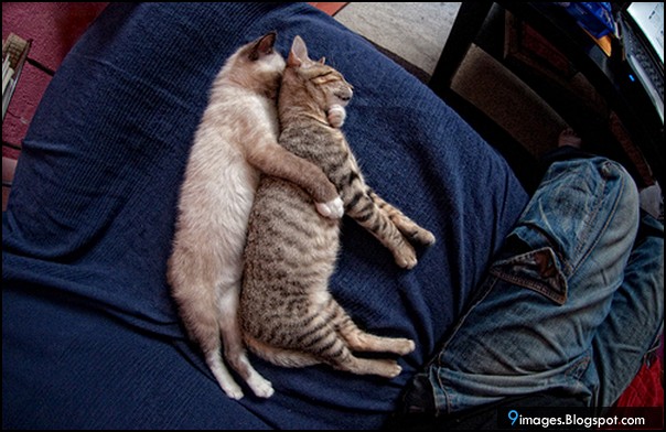 Cat, couple, hug, love, cute, bed