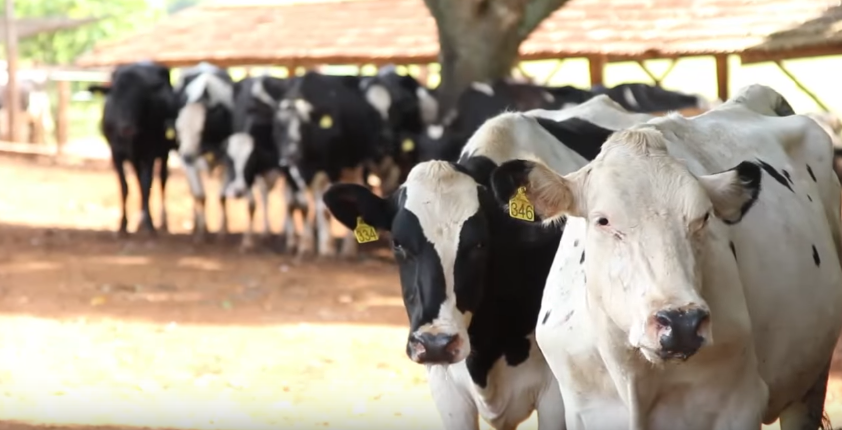 vacada-leite-ganadero-leche-milk-dairy-cows