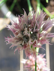 Chive Flower