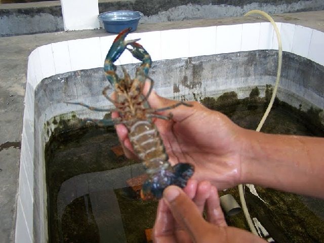 Penyakit Lobster Air Tawar