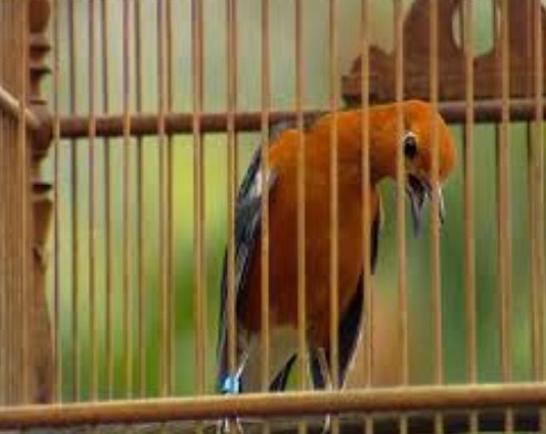 12 Tips Dan Cara Akurat Membedakan Ciri Fisik Burung Anis Merah