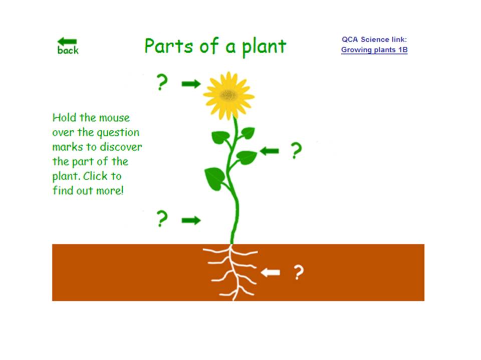 VEDKIDS Labels the plant for you