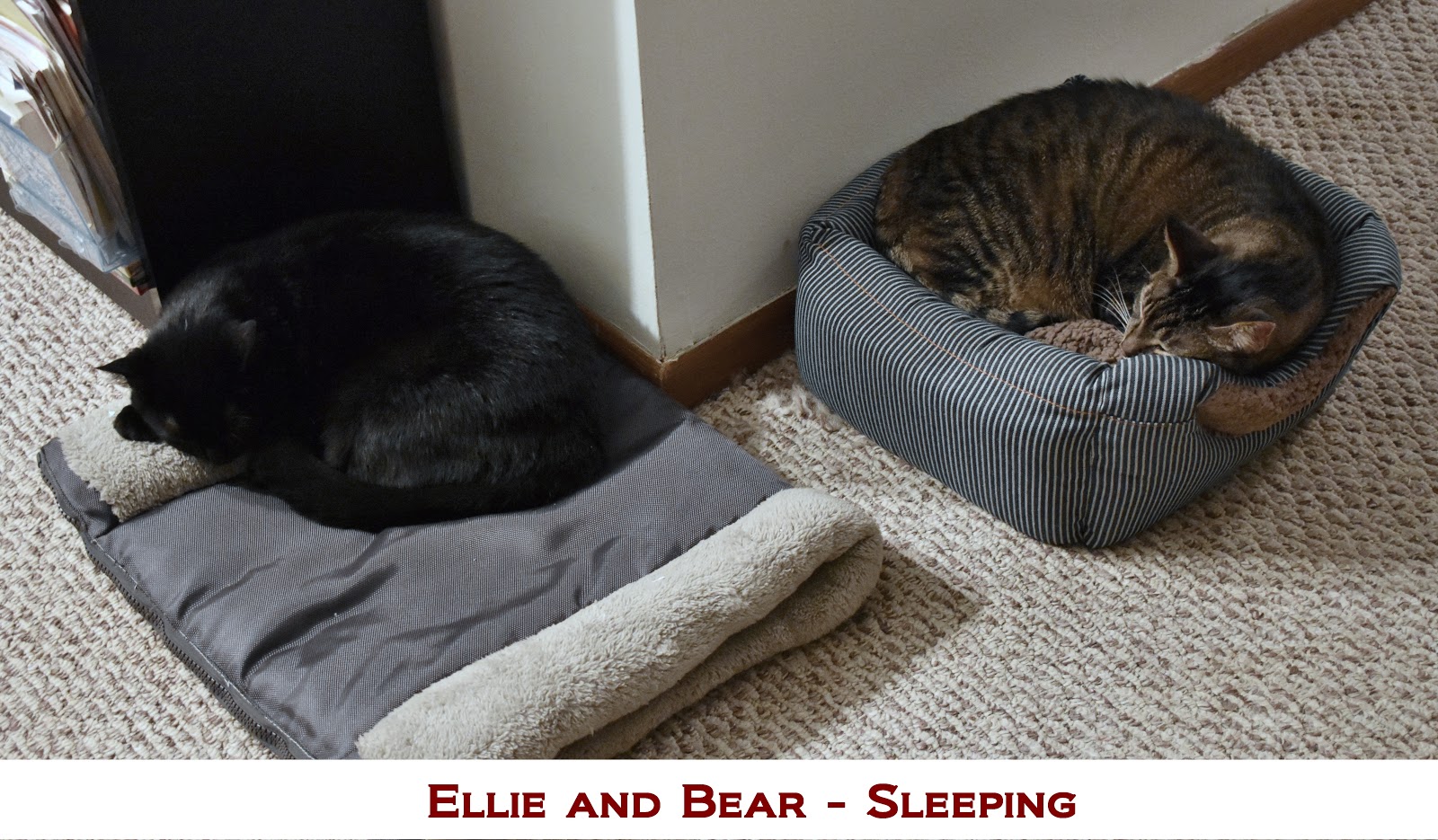 Do cats need human interaction or are they completely fine on their own