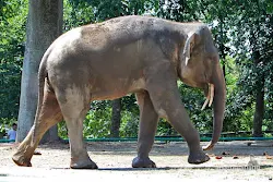 gajah sumatera kebun binatang ragunan jakarta