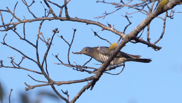 毒のある毛虫はいますか? - ぬいぐるみの毛虫