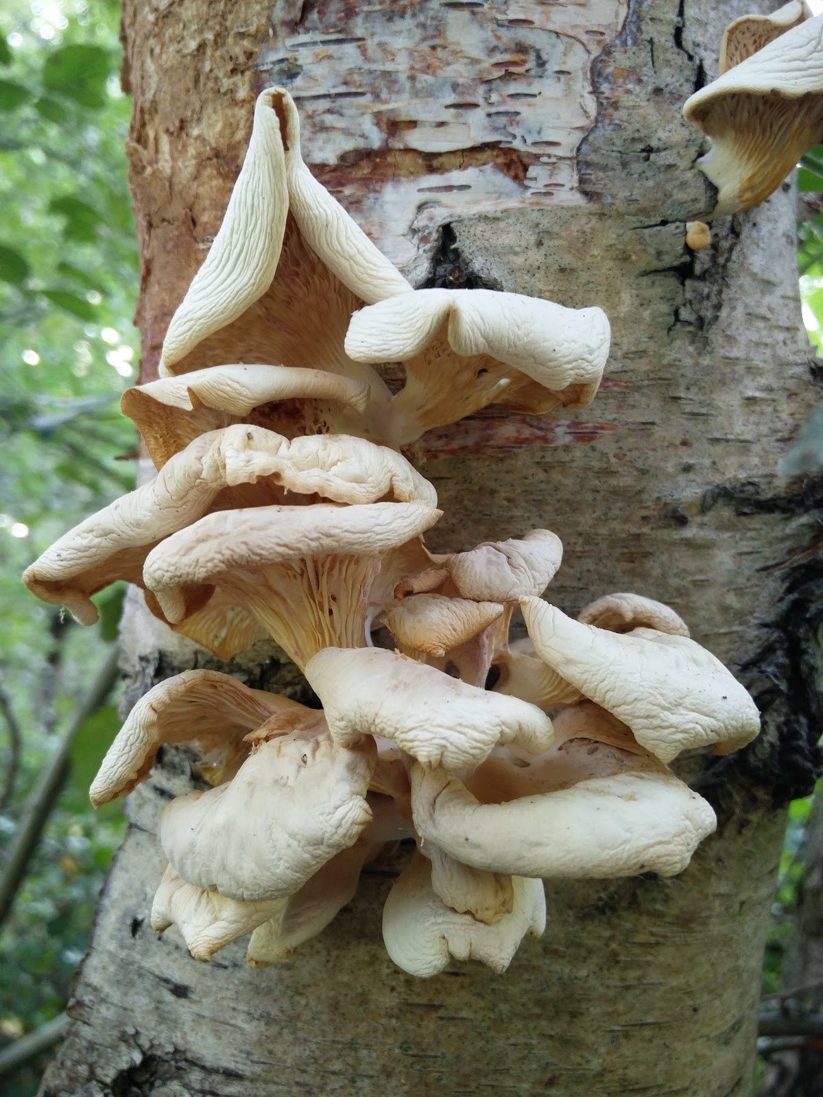 Misidentifying Fungi Summer Fungi at Burton & Chingford Ponds