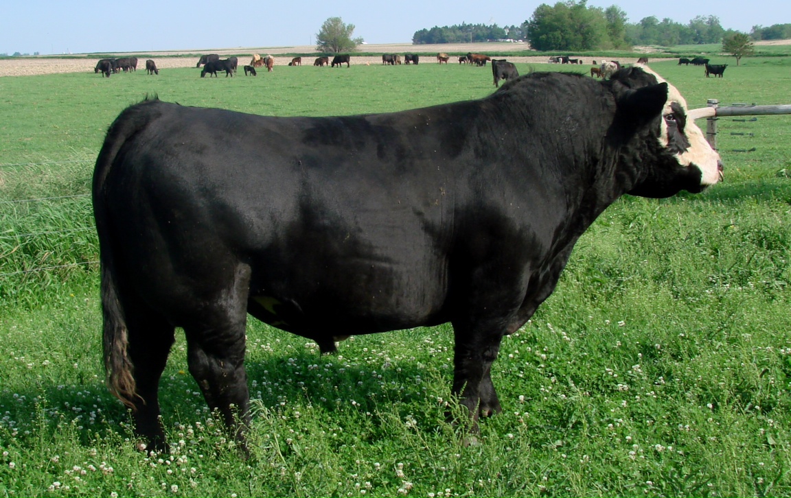 DIAMOND G CATTLE CO. J Land & Cattle Illinois