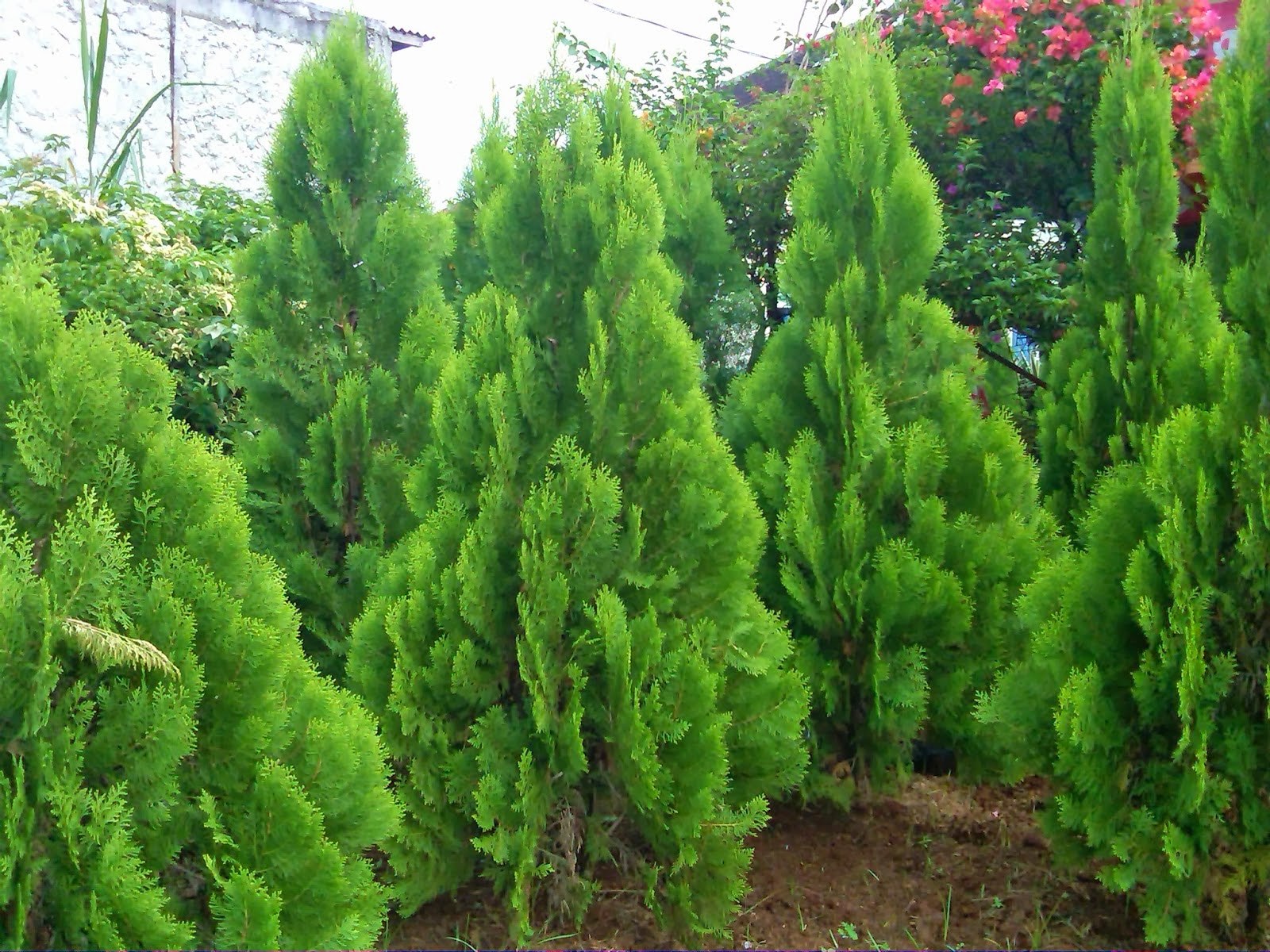 Jenis Pohon Cemara 3