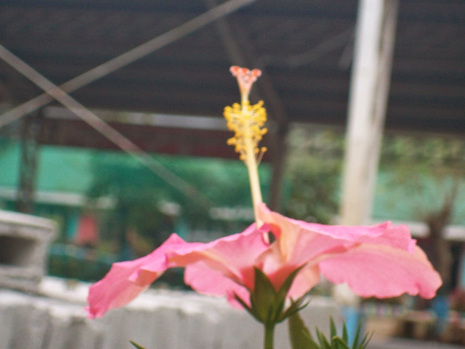 STORY OF A GUMAMELA / Jhecel Ogtip