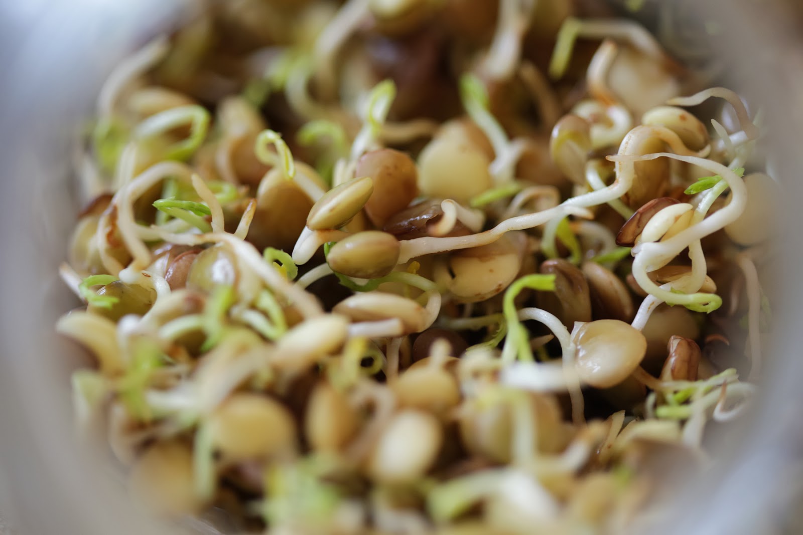 the farmgirl diaries Sprouting Lentils for your Chickens