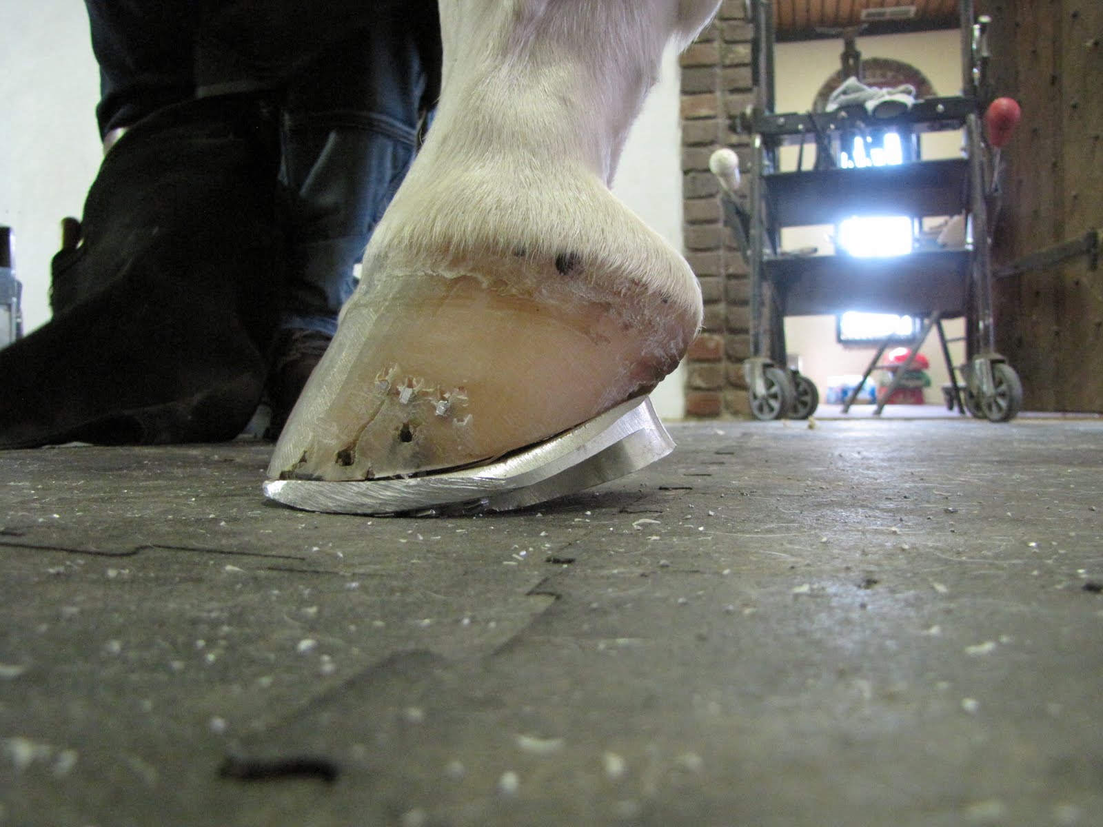 Innovative Equine Podiatry August 2011