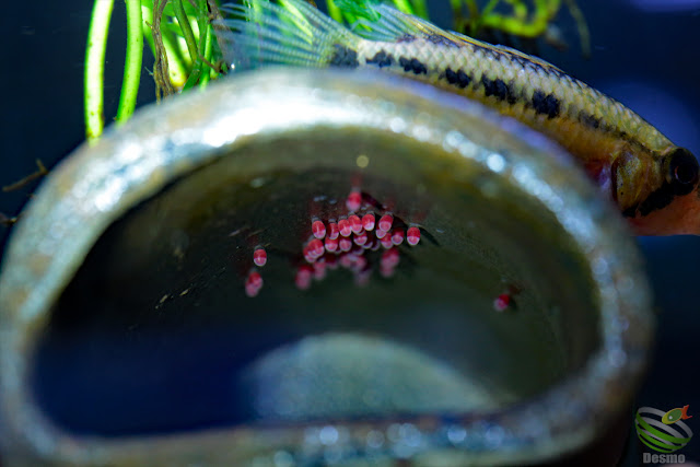 Apistogramma viejita