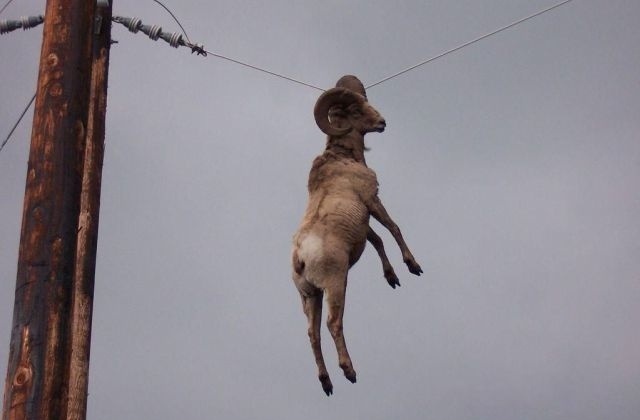 Goat Fail