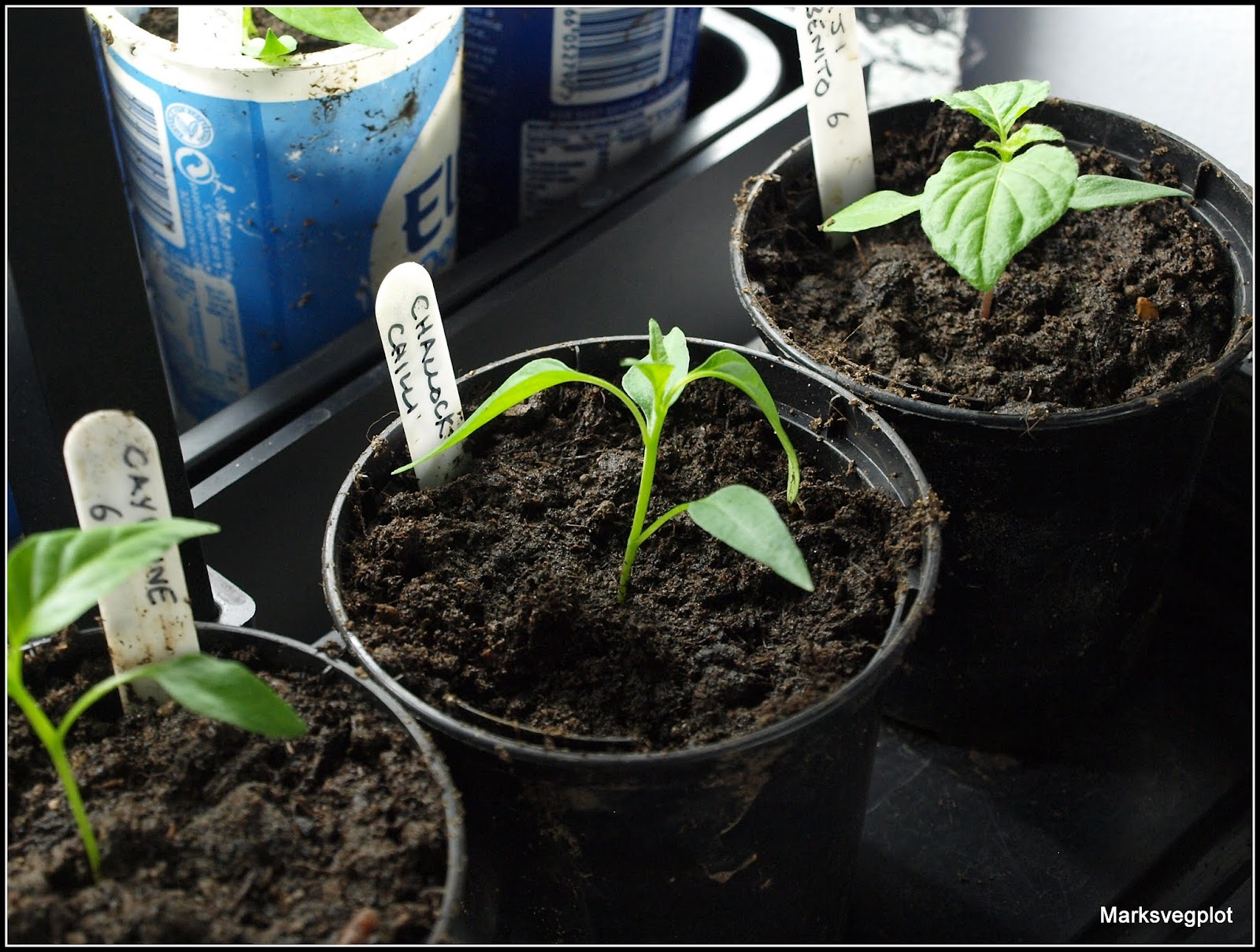 Mark's Veg Plot Pottingup Chilli seedlings