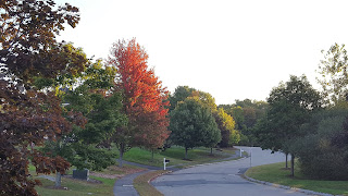 autumn colors appearing in Franklin