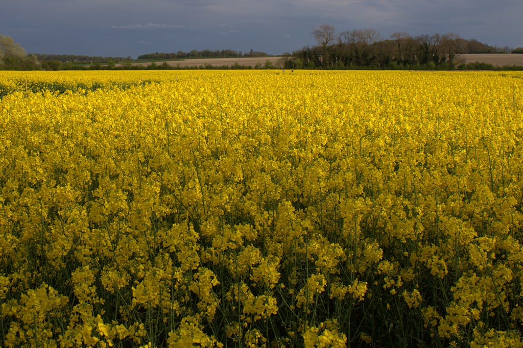 Mustard Field Germany Beautiful Scenery