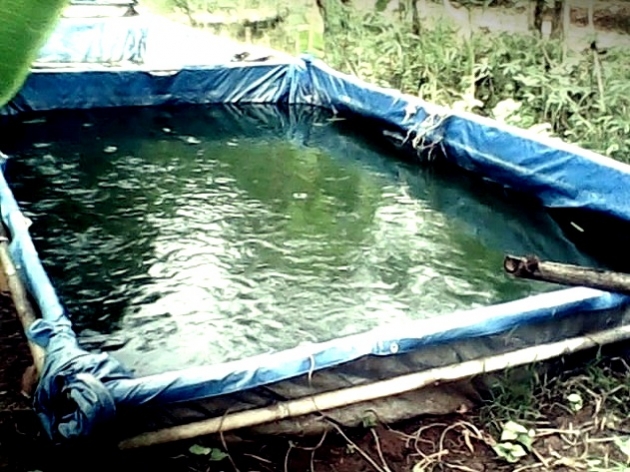 Kolam Ikan Nila Terpal Cara Mudah Memanfaatkan Halaman Sempit
