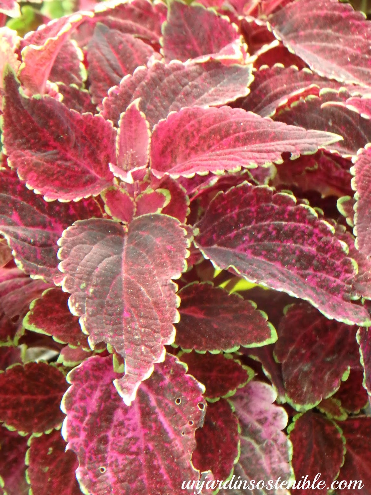 Plectranthus scutellarioides-Coleus blumei (Cóleo)