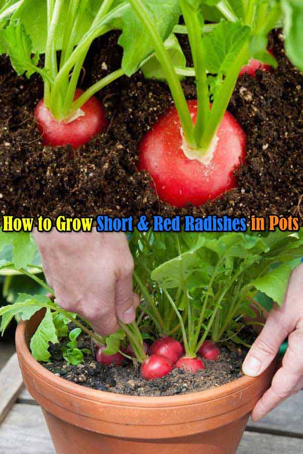 How to Grow and When to Harvest Radishes, Planting Radish Everything About Garden