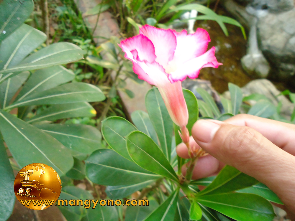  Cara  Tips  Merawat  Bunga  Kamboja  Jepang Adenium  