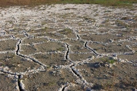 Resultado de imagen de salinización de los suelos