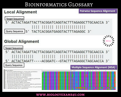  Pairwise alignment and Multiple Sequence alignment