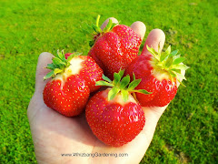 Strawberries From My Garden!