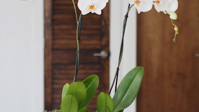 Diy Orchid Pots
