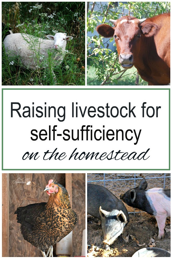 Raising Livestock for SelfReliance Oak Hill Homestead