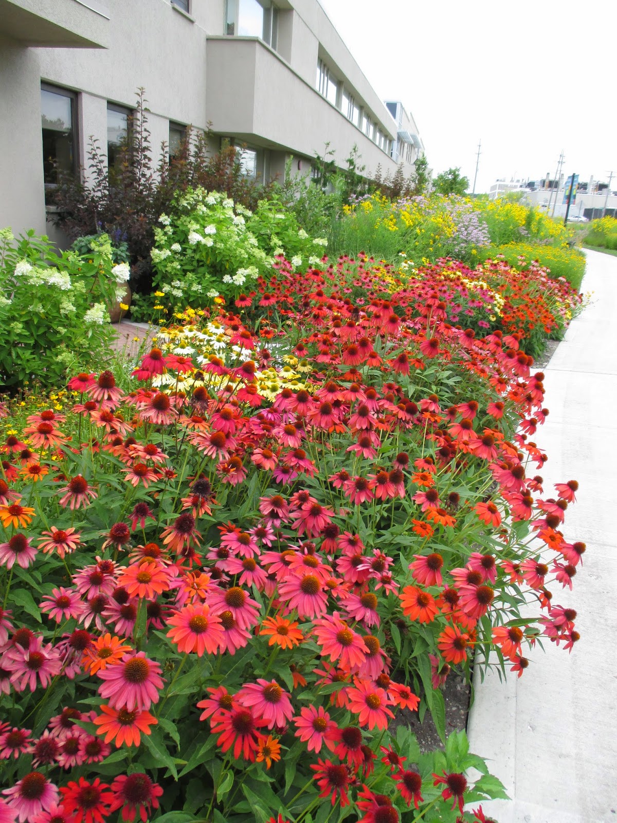 Rotary Botanical Gardens Hort Blog 'Cheyenne Spirit' Coneflower