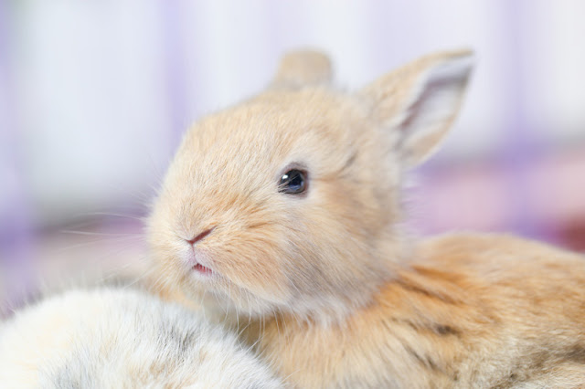 A cute bunny rabbit against a pastel lilac background