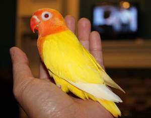 30+ Burung kenari mata merah terupdate