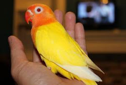 Burung Lovebird Pastel Kuning Ciri Ciri Harga Dan Gambar