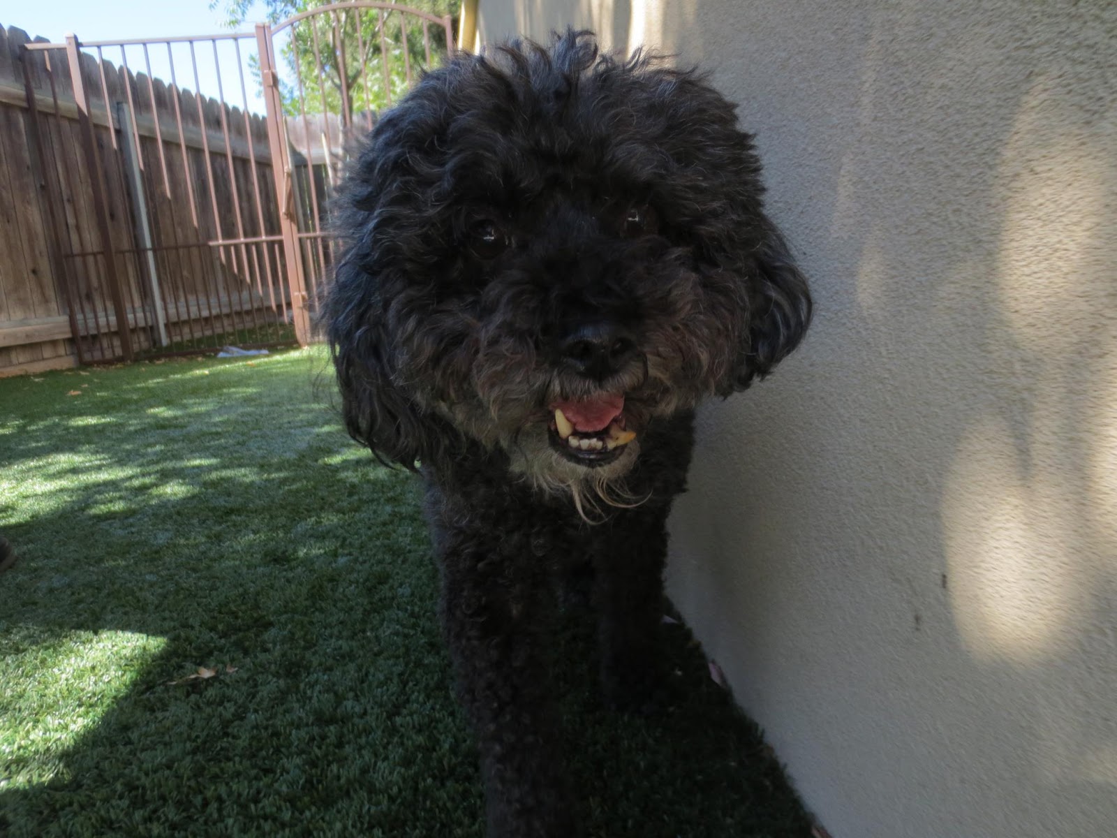 TAILS FROM DUBLIN CREEK