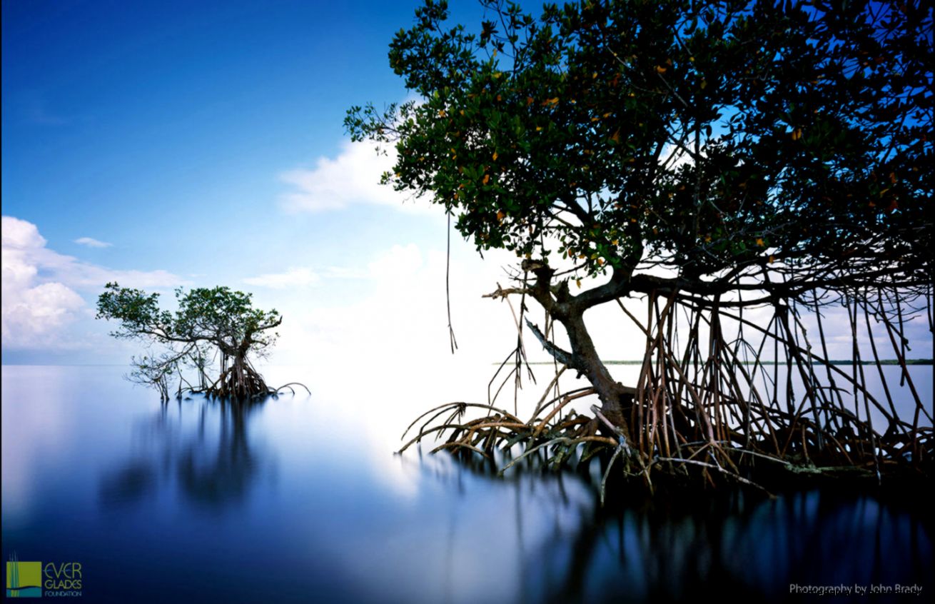 Everglades Wallpapers | Mega Wallpapers