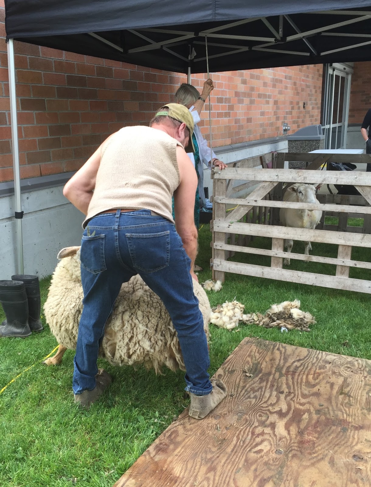 Shearing essay picture