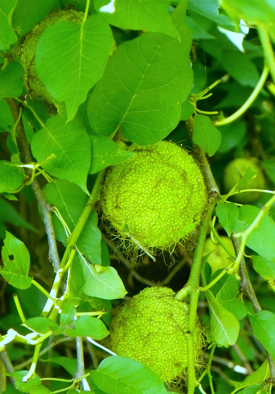 "What's Blooming Now" Osageorange, Hedgeapple, Bodark (Maclura