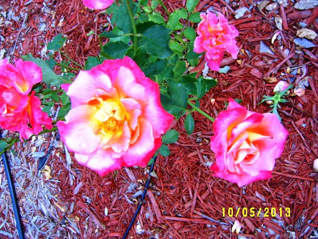 Alabama Rose and Flower Garden from a Non-Green Thumb: Rose of the Week ...