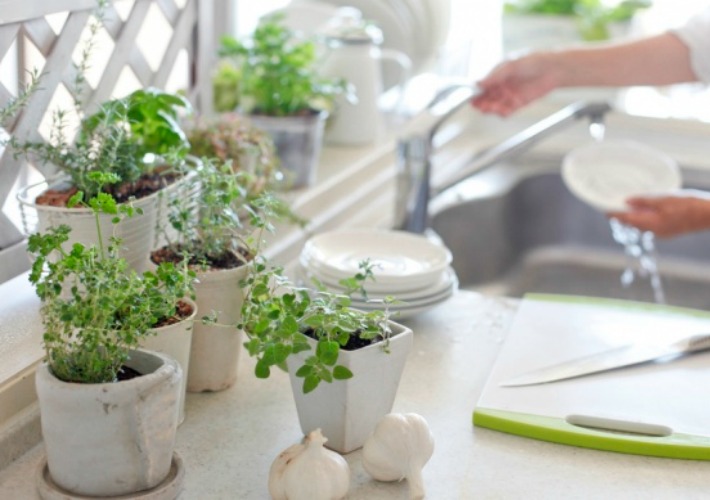 Salud en tu hogar gracias a las plantas