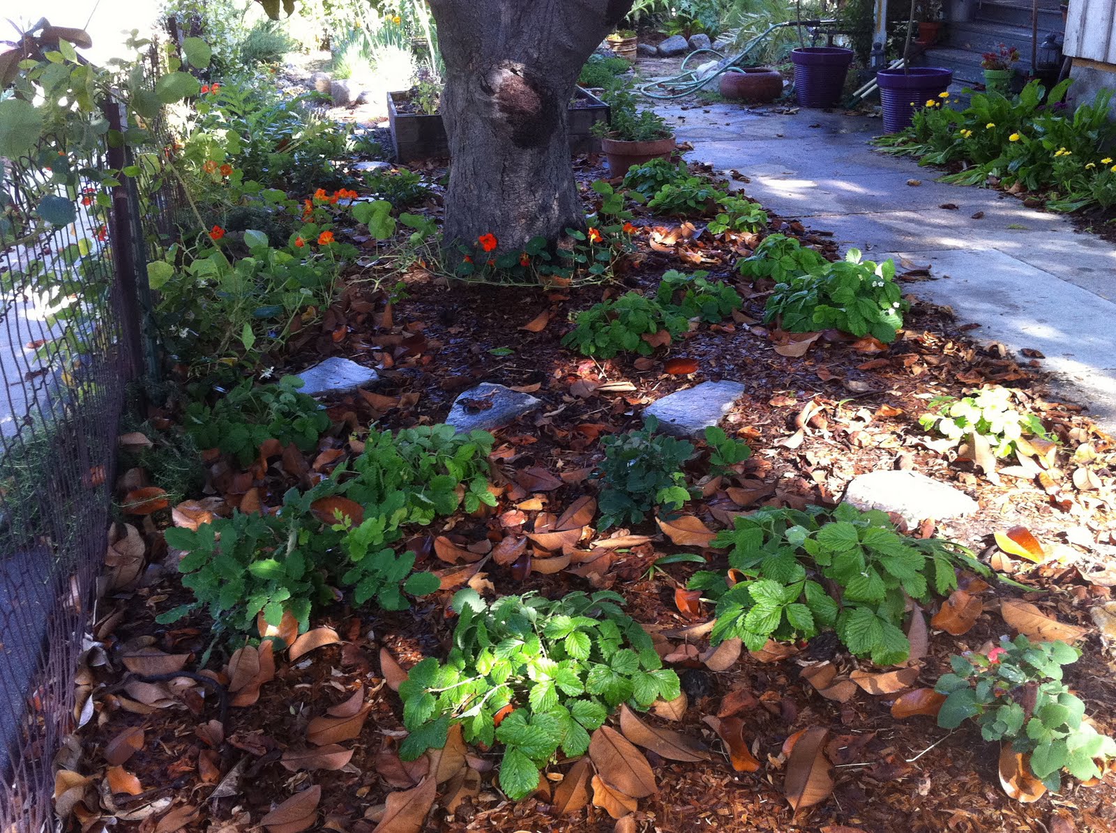 elgin eco house under the magnolia tree