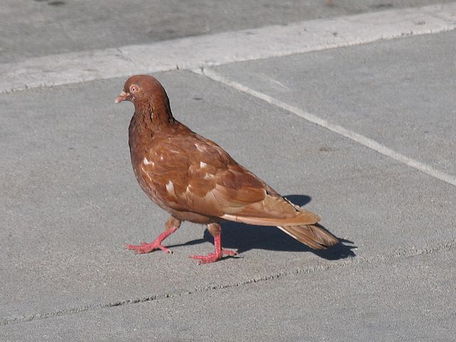 Kahverengi Güvercin