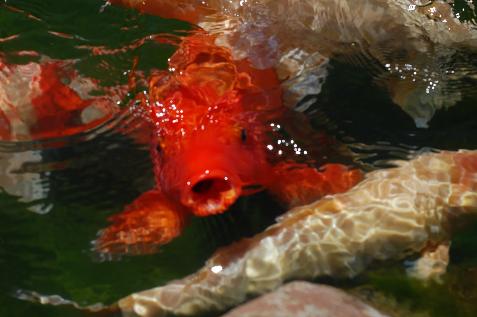 japanese-friendship-garden-koi-pond2