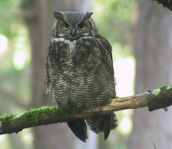 The Backyard Wildbird and Nature Store Nanaimo bird report, July 14, 2013