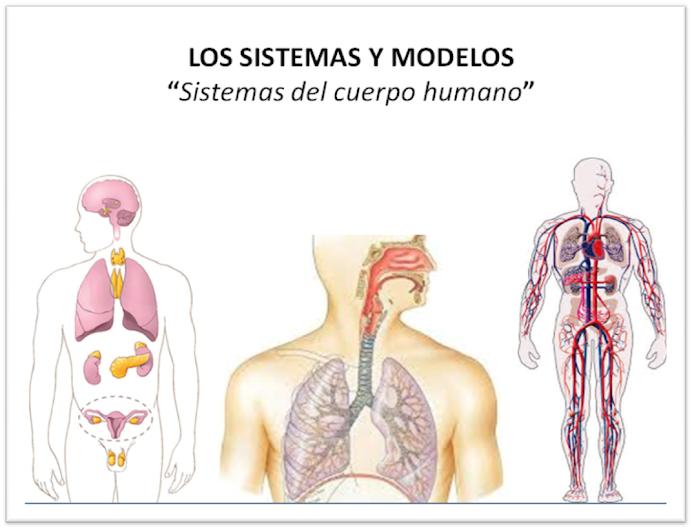 Sistemas y Modelos: el CUERPO HUMANO